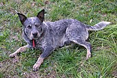 Blue Heeler dog