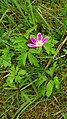 Anemone nemorosa France - Fort-Louis