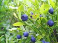 Vaccinium myrtillus