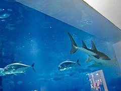 Dubai Aquarium and underwater Zoo (Ank Kumar, Infosys) 06.jpg