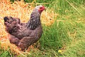 Gallina nella varietà perniciata argento.