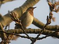 Dark-throated thrush