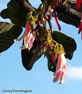 花。2015年9月23日、タイのチャイヤプーム県にて。