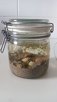 Ecoesfera acuática casera. Ingredientes: agua de charca conteniendo al menos algas plantas flotantes (lentejas de agua), caracoles de agua dulce y copépodos