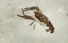 In a smooth grey block of stone, there is a brown fossil similar to a crayfish. Two long legs, each with a large claw extend forwards from the animal; one of the claws is held open.