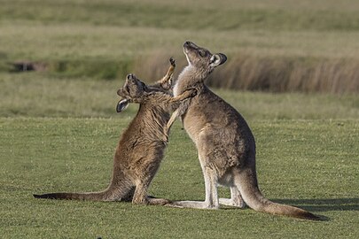 female and joey interacting