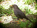 Island thrush