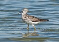 Image 43Lesser yellowlegs wading at the Jamaica Bay Wildlife Refuge