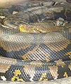 Сетчатый питон, номинативный подвид (Python reticulatus reticulatus)