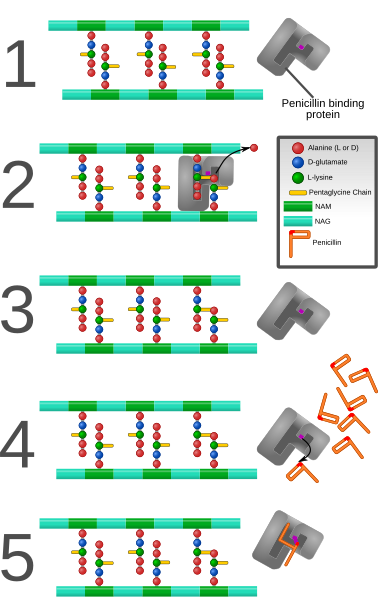 File:Penicillin inhibition.svg