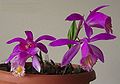 Pleione Doreen Плейоне „Дорийн“