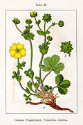 Potentilla cinerea