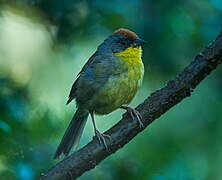 Rufous-capped Brush-Finch - Sinaloa - Mexico S4E1209 (23283476602).jpg