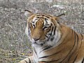 Tigers at Bannerghatta National Park