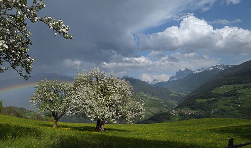 apple trees and Geisler group