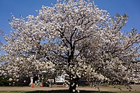 イチヨウ（日本花の会 結城農場・桜見本園）