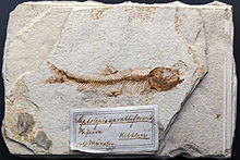 2016 – Leptolepides sprattiformis, hier repräsentiert durch ein Exemplar aus der Sammlung des Museums für Naturkunde Berlin