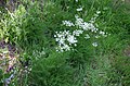 Meum athamanticum in the Vosges mountains, Alsace.