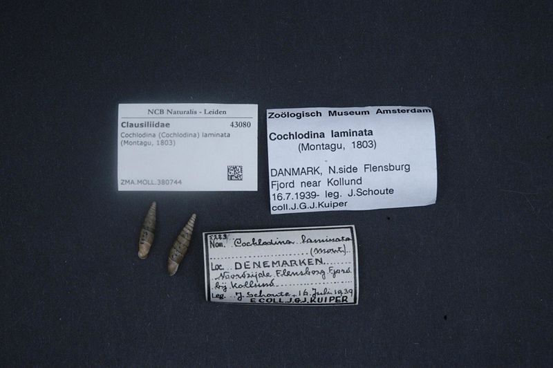 File:Naturalis Biodiversity Center - ZMA.MOLL.380744 - Cochlodina (Cochlodina) laminata (Montagu, 1803) - Clausiliidae - Mollusc shell.jpeg