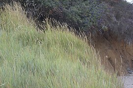 Agropyre champêtre (Elytrigia x laxa) à la pPointe du Grouin - Baie de Saint Brieuc.jpg