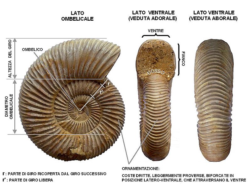 File:Ammonite morfologia 3.JPG