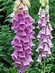 Vingerhoedskruid (Digitalis purpurea)