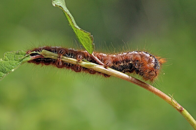 File:Euthrix potatoria caterpillar underside.jpg