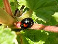 Keturdėmė boružė (Exochomus quadripustulatus)