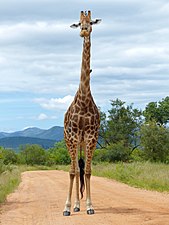 G. c. giraffa (Parc national Kruger, Afrique du Sud).