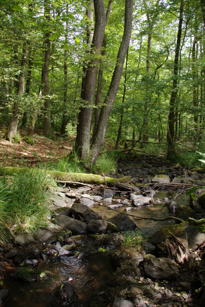 File:Hoher Vogelsberg Wannersbruch NR 319289 River Alte Hasel Alnus glutinosa.png