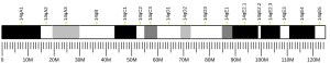 Chromosome 14 (souris)