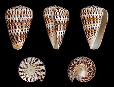 Conus byssinus