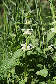 Lamium album TK 2021-05-09 2.jpg