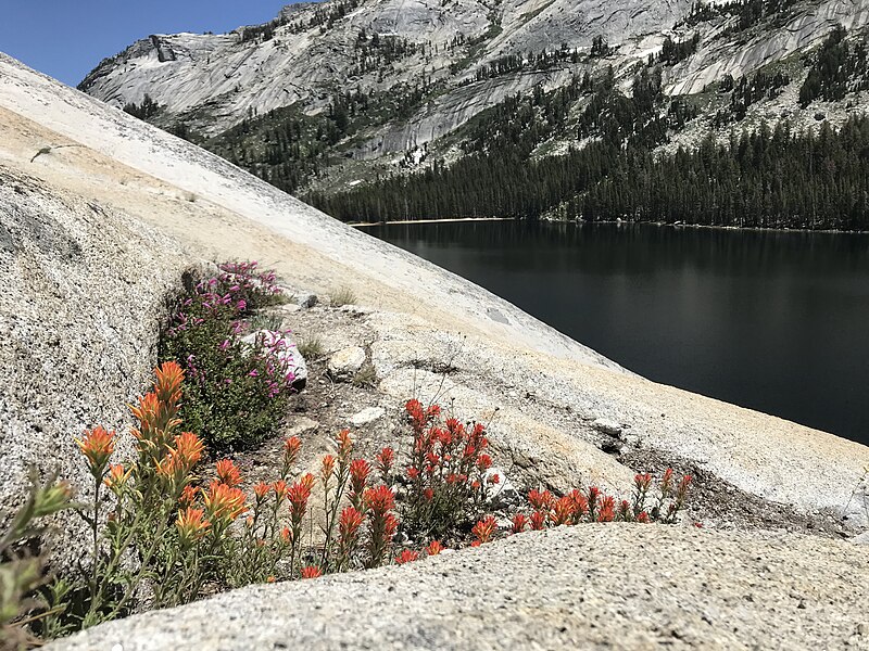 File:Paintbrush with Pride above Tenaya Lake.jpg