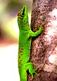 "Phelsuma_lézard.jpg" by User:Flickr upload bot