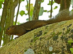 Callosciurus notatus Parc national du Gunung Mulu, Sarawak