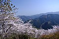 春の桜山公園（ソメイヨシノ）