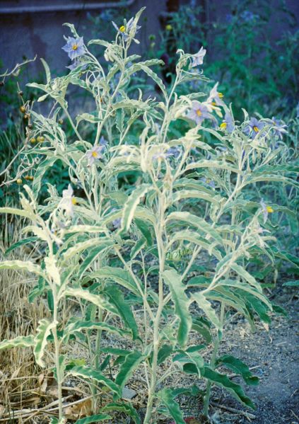 File:Solanum elaeagnifolium2.jpg