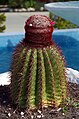 Kaktus Melocactus intortus