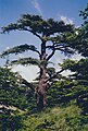 'Cedars of God', Lebanon