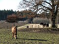 Pferde im Forstenrider Park