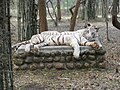 White Tigers at Bannerghatta National Park