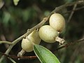 ヤナギバグミ（グミ科）の果実