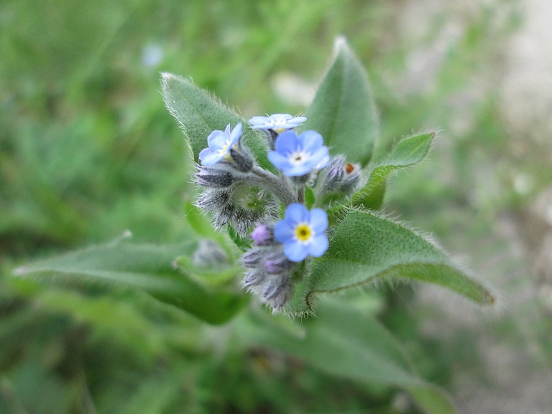 File:20190424Myosotis arvensis2.jpg