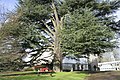 Cedrus libani in Mariemont park (Belgium).