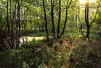 Moorbirken-Erlenbruchwald mit Feuchtwiese „In den Rotten“