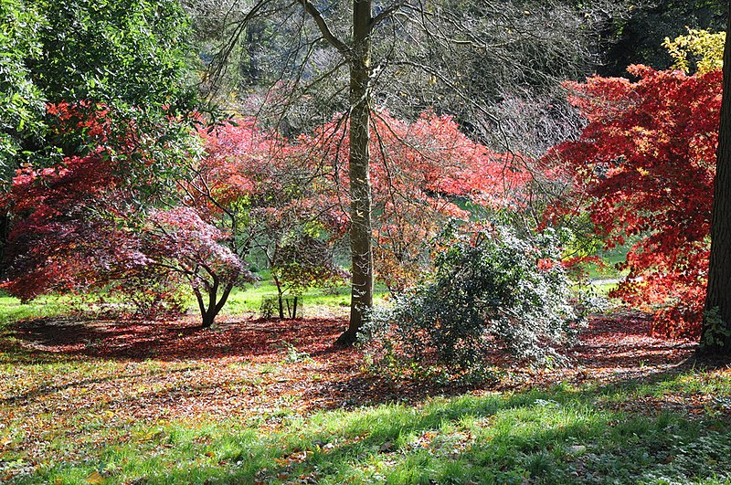 File:Batsford Arboretum - geograph.org.uk - 3736553.jpg