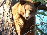 A black bear in the Cibola National Forest.