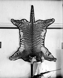 Tiger rug displayed on wall behind a man with a gun