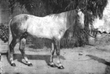 Photographie en noir et blanc d'un cheval vu de profil.